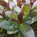 Picture of Hebe Santa Monica