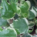 Picture of Hedera Canariensis Variegata