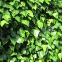 Picture of Hedera Canariensis