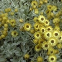 Picture of Helichrysum Argyrophyllum