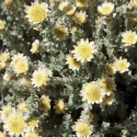 Picture of Helichrysum Graham Patterson