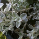 Picture of Helichrysum Retortum