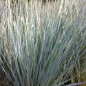 Picture of Helictotrichon Sempervirens