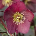 Picture of Helleborus Annas Red