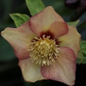 Picture of Helleborus Apricot