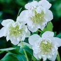 Picture of Helleborus Betty Ranicar