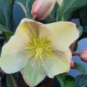 Picture of Helleborus Camelot