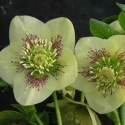 Picture of Helleborus Clifton Mix