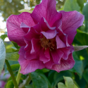 Picture of Helleborus Double Red