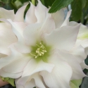 Picture of Helleborus Double White