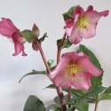 Picture of Helleborus Early Rose