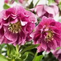 Picture of Helleborus Elly