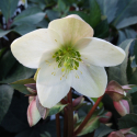 Picture of Helleborus Emma