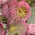 Picture of Helleborus Hannahs Blush