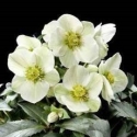 Picture of Helleborus Ice Breaker Pico