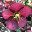 Picture of Helleborus Ice N Roses Red