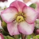 Picture of Helleborus Ice N Roses Rose