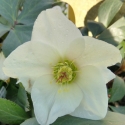 Picture of Helleborus Ice N Roses White