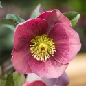 Picture of Helleborus Isabellas Charm