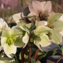 Picture of Helleborus Ivory Prince