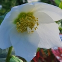 Picture of Helleborus Jacob