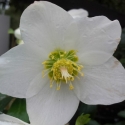 Picture of Helleborus Jasper