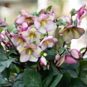 Picture of Helleborus Magico