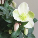 Picture of Helleborus Marlon