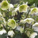 Picture of Helleborus Mollys White