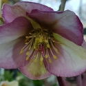 Picture of Helleborus Sophies Delight