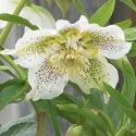 Picture of Helleborus White Tutu