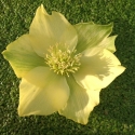 Picture of Helleborus Yellow Single