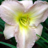 Picture of Hemerocallis Alvatine Taylor