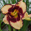 Picture of Hemerocallis Border Music