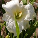 Picture of Hemerocallis Joan Senior