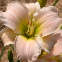 Picture of Hemerocallis Lauren Leah