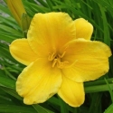 Picture of Hemerocallis Stella Bella