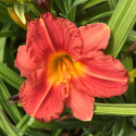 Picture of Hemerocallis Stella Rouge