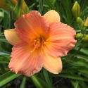 Hemerocallis Stella Tangerine Picture of Hemerocallis Stella Tangerine