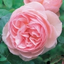 Picture of Heritage-Rose