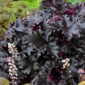 Picture of Heuchera Black Taffeta