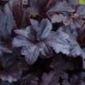 Picture of Heuchera Grande Black