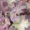 Picture of Heuchera Kassandra