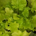 Picture of Heuchera Lime Marmalade