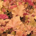 Picture of Heuchera Marmalade