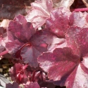 Picture of Heuchera Midnight Rose