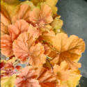 Picture of Heuchera Northern Exposure Amber