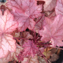 Picture of Heuchera Plum Power