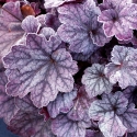 Picture of Heuchera Sugar Plum