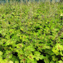 Picture of Heucherella Alabama Sunrise